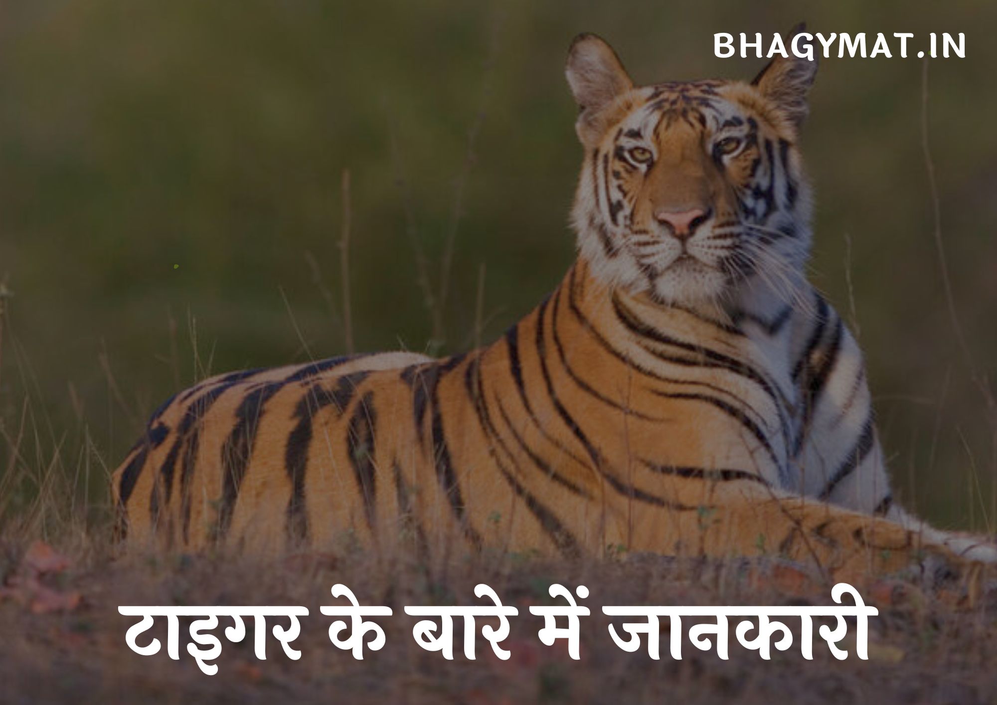 टाइगर के बारे में जानकारी - टाइगर को हिंदी में क्या कहते है (Tiger Meaning In Hindi) - Information About Tiger In Hindi