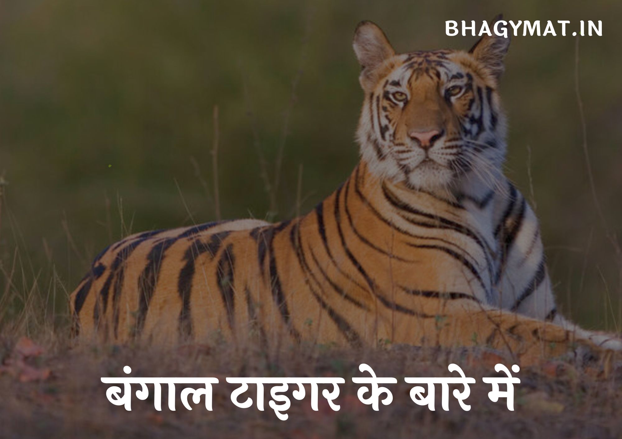 बंगाल टाइगर के बारे में बताओ - बंगाल टाइगर के बारे में जानकारी (Information About Bengal Tiger In Hindi)